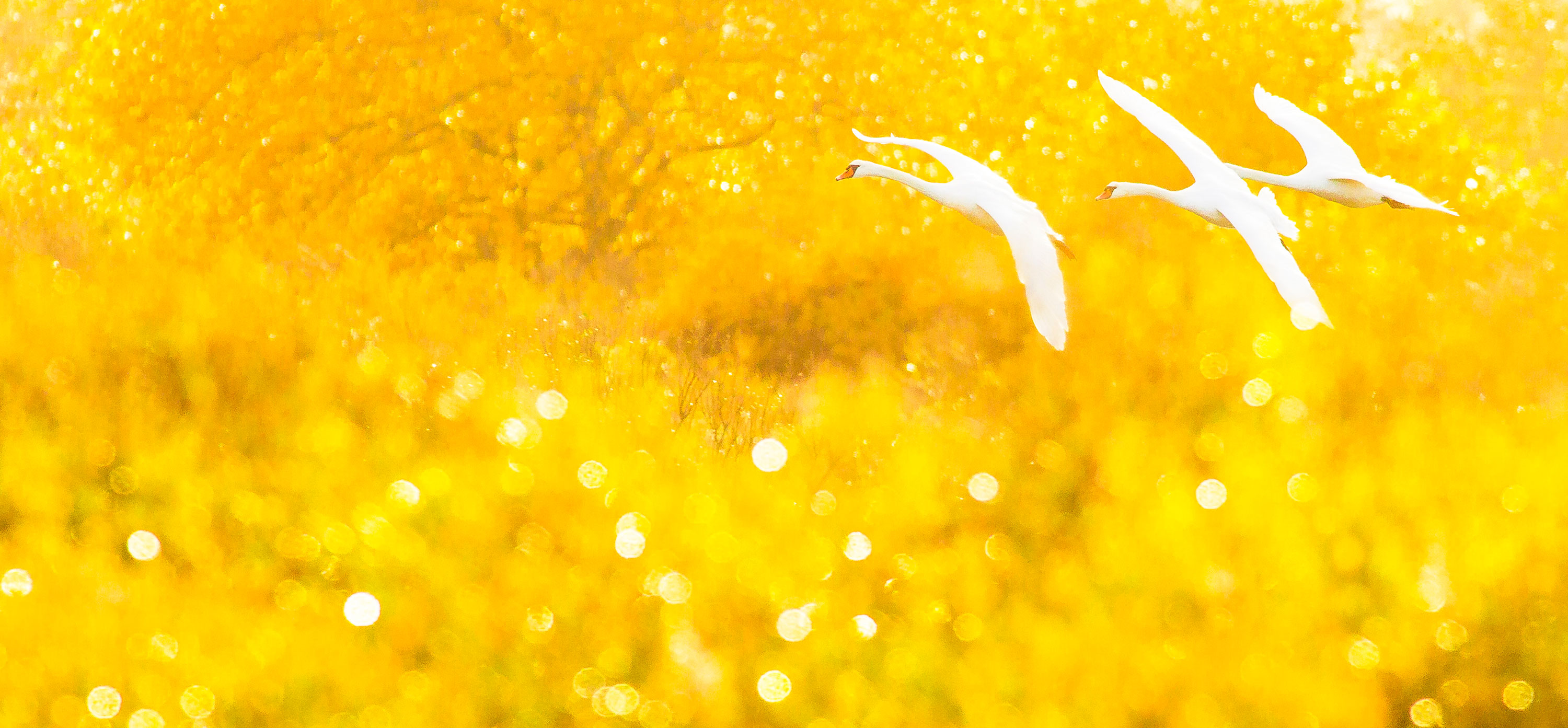NATURE SAUVAGE