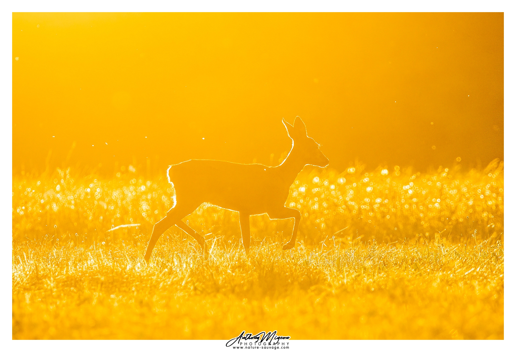 Nature Sauvage Anthony Migeon Photography