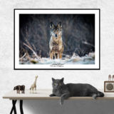 Eyes to eyes with the wolf