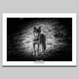 In the eyes of the wolf