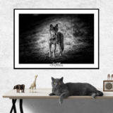 In the eyes of the wolf